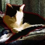 catSM.jpg
